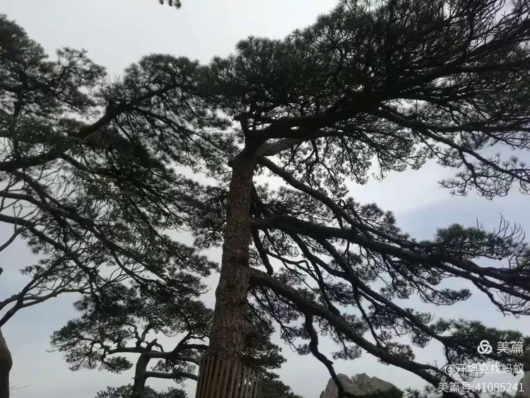 2021年春——游黄山